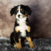 AKC Bernese Mountain Dog male puppy in Indiana