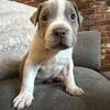 ABKC XL American Bully Puppies
