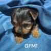 Yorkies looking for forever homes