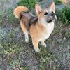  🌻 Enchanted Akita AKC Female Puppy Greta🌻