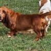 AKC/CKC male Basset Hound 