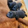 Red/Black English Labs 
