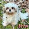 Tiny Papillon PomTzu mix Girls so Adorable & Sweet!