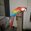 Blue and gold's, or scarlet macaw