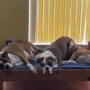 AKC BOXER PUPPIES