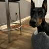 Doberman pincher puppies