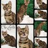 Bengal Kitten Ready Now in Florida