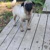 Fawn Pug Female