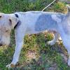 Beautiful Top Quality Wire Hair Fox Terrier !!!!