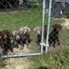 Lab puppies looking for a forever home!