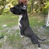 American Pitbull Terrier pups