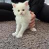 MAINE COON KITTYS coonhaven