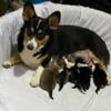 Beautiful Prembroke Welsh Corgis