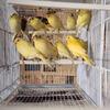 Canary