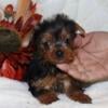 Ckc registered Yorkie puppy