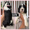 English Springer Spaniels