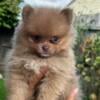 Akc Pomeranian puppies