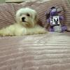 Maltipoo Puppies 