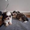 CkC Shih tzus