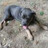 2 year old female Cane Corso