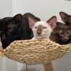 Oriental Shorthair kittens ready soon