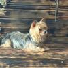 Gracie- Female Yorkie 