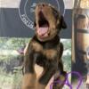 AKC DOBERMAN PUPPIES