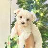 Maltese Puppies