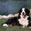 AKC Bernese for stud for sale, Fully clear