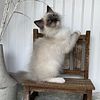 Beautiful TICA Ragdoll Kittens available now