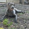 Female cane corso