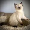 Balinese kittens available