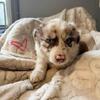 Aussie Pups