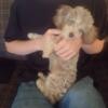 Miniature Poodle (male)