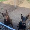 Doberman