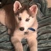 Siberian Husky Male not neutered needs rehoming