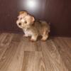 1  boy  yorkie  puppy left