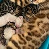 Bengal Kittens available now