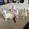 Ragdoll Kittens, Seal Point Bicolor Available TICA Registered