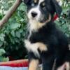 Beautiful Aussie puppies! AKC/ASCA