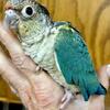 Cinnamon Turquoise  Greencheeks