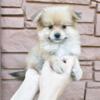 Designer Breed Yorkishire Terrier, Pomeranian Mix Puppy Female Kiki