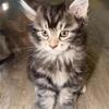 European Maine Coon kitten