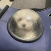Morkies available now