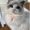 BEAUTIFUL ragdoll kittens for sale