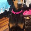 Doberman