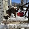 Re homing my sweet female pit bull
