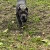 Cane Corso Akc puppies