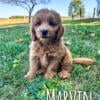 Mini F1 Goldendoodle Males