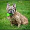 Fluffy frenchie solid producer 500 stud fee